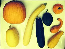 Attēlu rezultāti vaicājumam “Cucurbita pepo fruit”