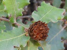 Attēlu rezultāti vaicājumam “Andricus foecundatrix”