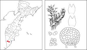 Attēlu rezultāti vaicājumam “Lophozia ascendens”