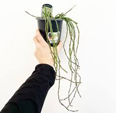 Attēlu rezultāti vaicājumam “Diachea muscorum stalked”