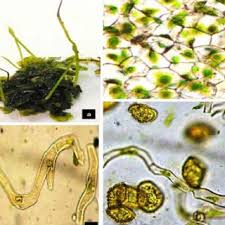 Attēlu rezultāti vaicājumam “Phaeoceros laevis subsp. carolinianus”