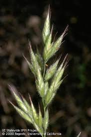 Attēlu rezultāti vaicājumam “Bromus hordeaceus subsp. hordaceus fruit”