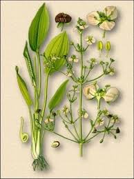 Attēlu rezultāti vaicājumam “Alisma plantago-aquatica fruit”