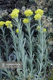Attēlu rezultāti vaicājumam “Helichrysum arenarium”