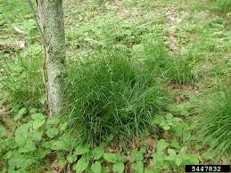 Attēlu rezultāti vaicājumam “Luzula luzuloides”