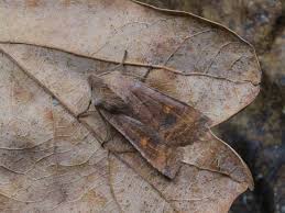 Attēlu rezultāti vaicājumam “Eupsilia transversa”