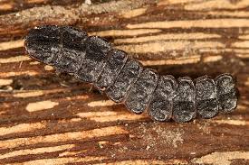 Attēlu rezultāti vaicājumam “Phosphaenus hemipterus”