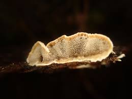 Attēlu rezultāti vaicājumam “Skeletocutis carneogrisea”