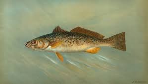 Image result for Scomberomorus maculatus