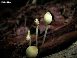 Attēlu rezultāti vaicājumam “Mycena epipterygia”