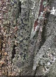 Attēlu rezultāti vaicājumam “Hertelidea botryosa”