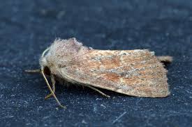 Attēlu rezultāti vaicājumam “Chortodes fluxa”