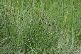 Attēlu rezultāti vaicājumam “Schoenus ferrugineus”