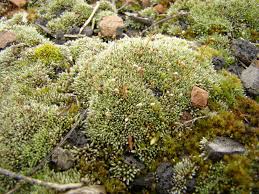 Attēlu rezultāti vaicājumam “Bryum”