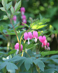 Image result for tränendes Herz