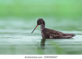 Image result for Tringa erythropus