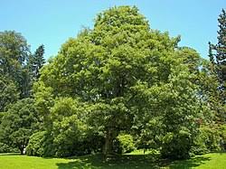 Attēlu rezultāti vaicājumam “Acer pseudoplatanus fo. purpurascens leaf”