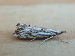 Attēlu rezultāti vaicājumam “Catoptria falsella”