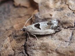 Attēlu rezultāti vaicājumam “Epinotia bilunana”