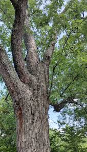 Attēlu rezultāti vaicājumam “Acer saccharinum”