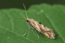 Attēlu rezultāti vaicājumam “Epermenia falciformis”