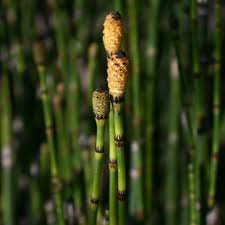 Attēlu rezultāti vaicājumam “Equisetum variegatum”