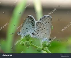 Attēlu rezultāti vaicājumam “Agrodiaetus amandus male”