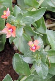 Attēlu rezultāti vaicājumam “Anagallis arvensis leaf”