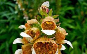 Image result for Digitalis lanata