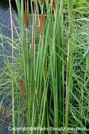Attēlu rezultāti vaicājumam “Typha angustifolia  leaf”