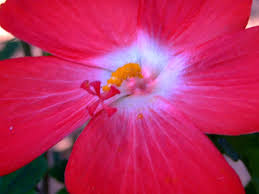 Image result for Abelmoschus moschatus