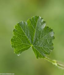 Attēlu rezultāti vaicājumam “Malva moschata leaf”