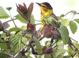 Image result for Dendroica tigrina