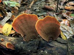 Attēlu rezultāti vaicājumam “Stereum fasciatum”