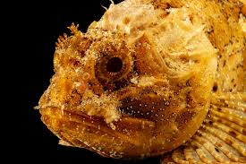Image result for Scorpaena porcus