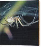 Attēlu rezultāti vaicājumam “Linyphiidae”