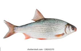 Image result for Rutilus rutilus