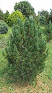 Image result for Pinus cembra