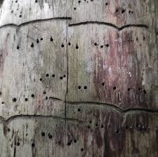 Attēlu rezultāti vaicājumam “Tomicus minor”