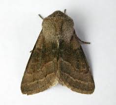 Attēlu rezultāti vaicājumam “Orthosia opima”