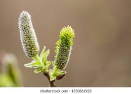 Attēlu rezultāti vaicājumam “Salix cinerea female flower”