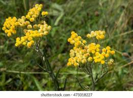 Attēlu rezultāti vaicājumam “Helichrysum arenarium flower”