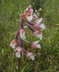 Attēlu rezultāti vaicājumam “Epipactis palustris flower”