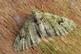 Attēlu rezultāti vaicājumam “Chloroclystis v-ata”