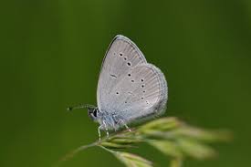 Attēlu rezultāti vaicājumam “Cupido minimus female”