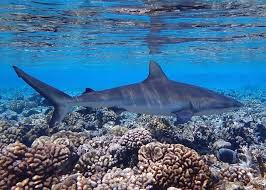 Image result for Carcharhinus amblyrhynchos