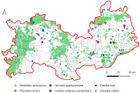 Attēlu rezultāti vaicājumam “Bembidion litorale”