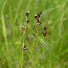 Attēlu rezultāti vaicājumam “Carex disperma”