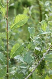 Attēlu rezultāti vaicājumam “Salix aurita bud”