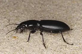 Attēlu rezultāti vaicājumam “Broscus cephalotes”